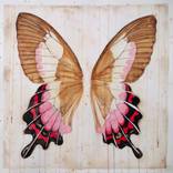 Collection Flora & Fauna