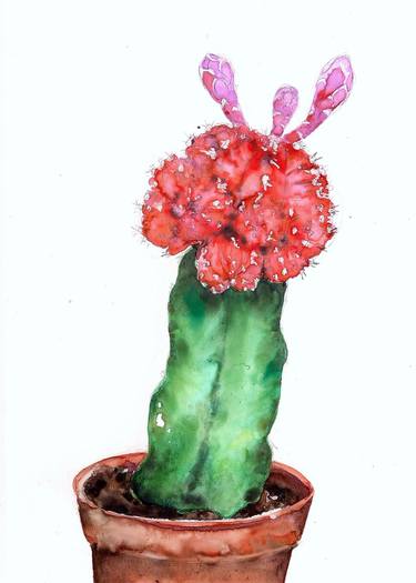 Red Moon Cactus thumb
