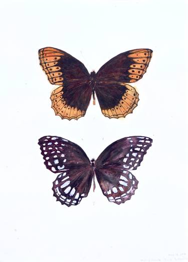 Male & Female Diana Butterflies thumb