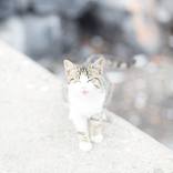 Blown Out Cat by Christina Kerns
