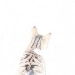 Blown Out Cat by Christina Kerns