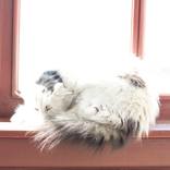Blown Out Cat by Christina Kerns