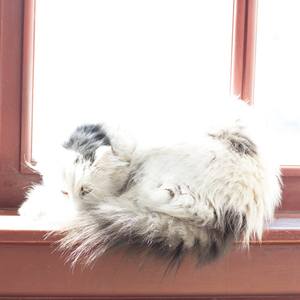 Blown Out Cat