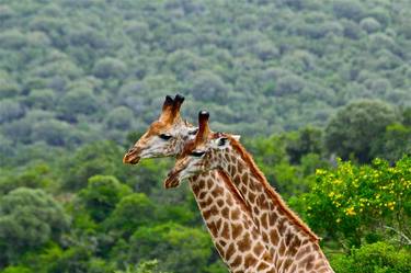 Giraffe Love thumb