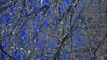 Original Abstract Tree Photography by James Bradley McCallum