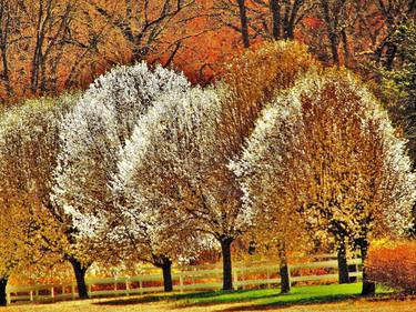 Original Modern Tree Photography by James Bradley Mccallum