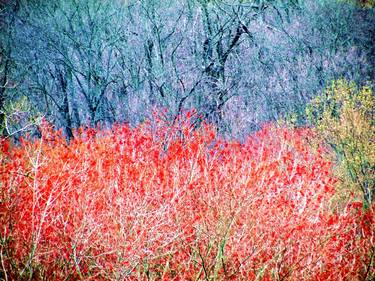 Print of Impressionism Tree Photography by James Bradley McCallum