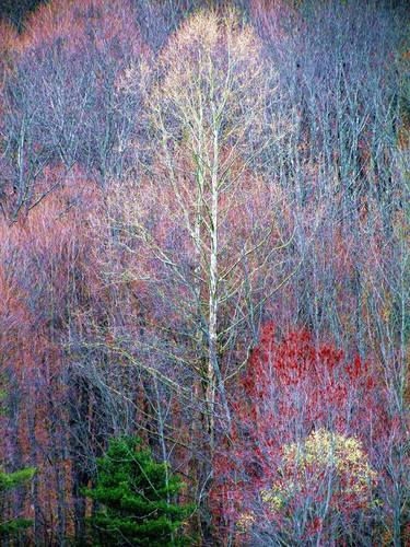 Original Impressionism Tree Photography by James Bradley McCallum