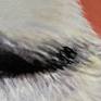 Black-Capped Chickadee detail