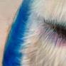 Blue Jay detail