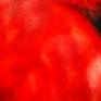 Scarlet Tanager detail