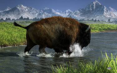 Buffalo Crossing a River thumb