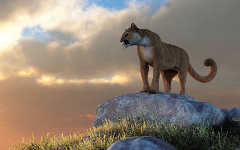 mountain lion? : r/animalid