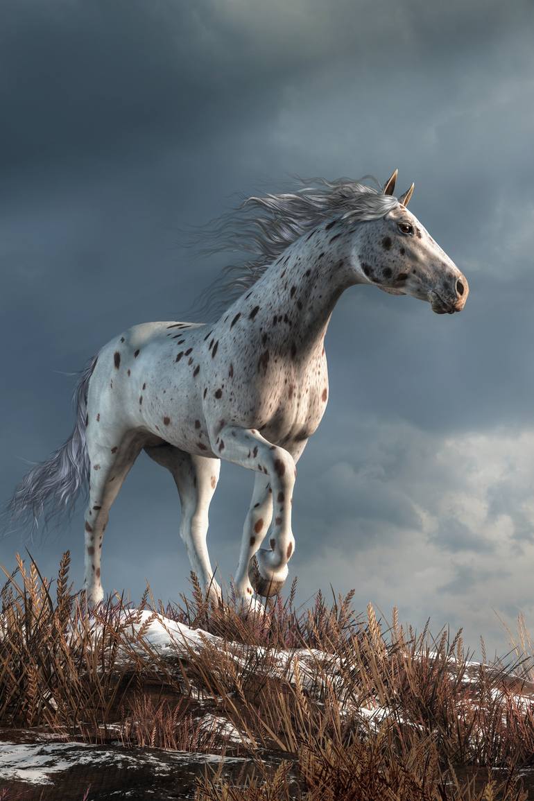 Appaloosa Horse Digital Download Print Horse Photography 