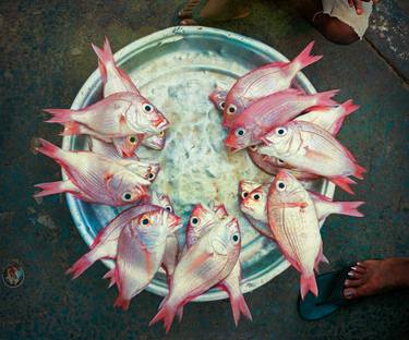 Original Documentary Fish Photography by David Korte