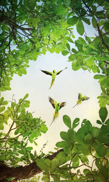 parakeets in canopy thumb