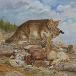 Coyote with Pheasant by Mick Anderson