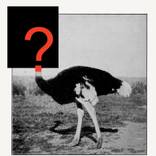 The Ostrich by Jaume Serra Cantallops