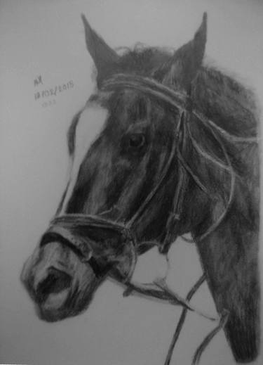 Print of Portraiture Horse Drawings by Nicholas Arthur