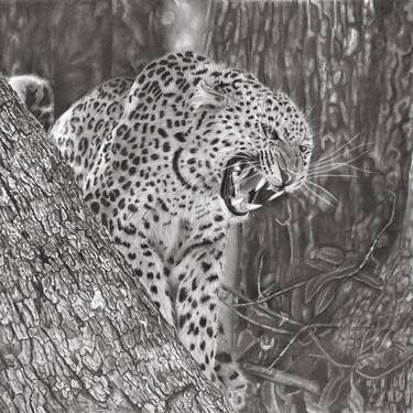 Original Fine Art Animal Drawings by Simon Knight