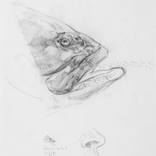 Study for 