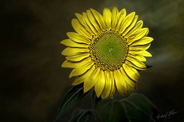 Original Figurative Floral Photography by Richard L Hayes