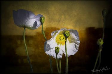 Original Figurative Floral Photography by Richard L Hayes