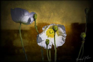 Florentine Poppys on the River thumb