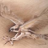 Osprey: Wildlife Drawing / Spirit Animals & Wild Places by Dave Kobrenski