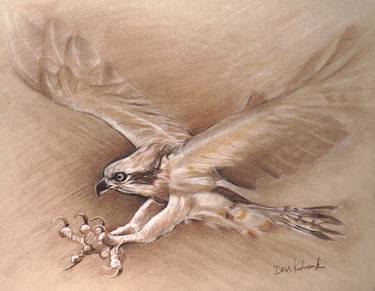 Osprey: Wildlife Drawing / Spirit Animals & Wild Places thumb