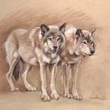 Wolves: Wildlife Drawing / Spirit Animals & Wild Places by Dave Kobrenski