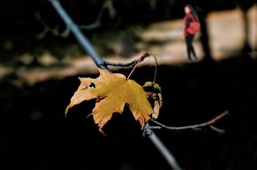 Autumn, the last leaf thumb