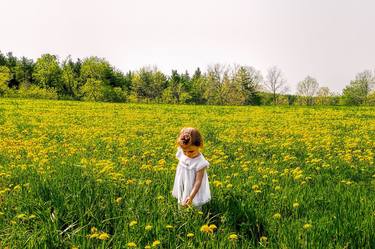 Blooming Dandelions thumb