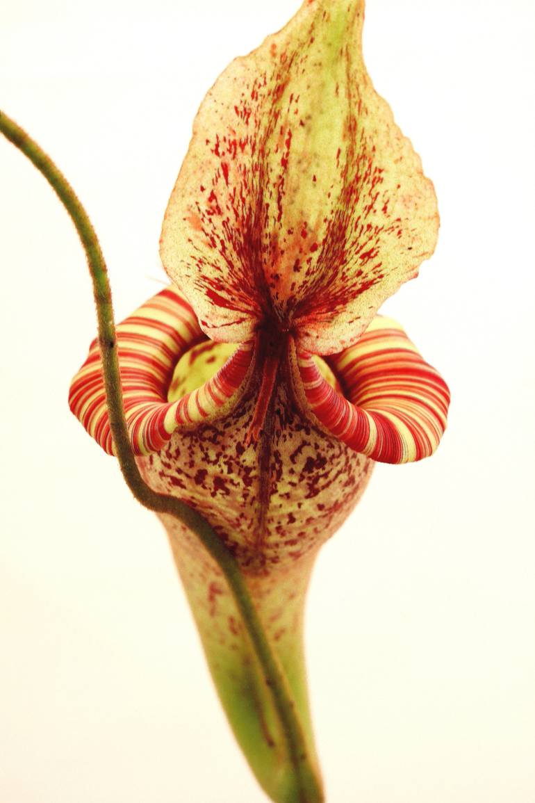 Matthew M Kaelin Saatchi