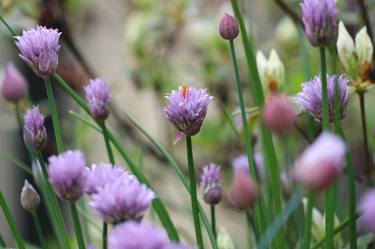 Chive Blossom II thumb