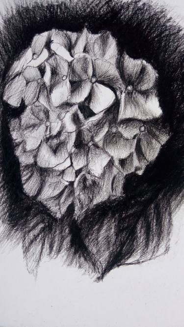 Black&White Hortensia | Ukrainian artist | Original Drawing thumb