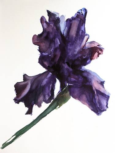 Violet Iris thumb