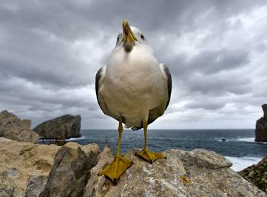 Chestful seagull thumb