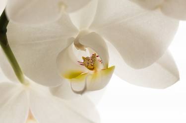 White orchid Limited edition nr. 1 of 5 thumb