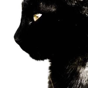 Miaou