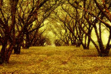 Original Surrealism Tree Photography by valerio lintozzi