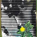 Löwenzahn 2 (Dandelion 2) by Gunter Pusch