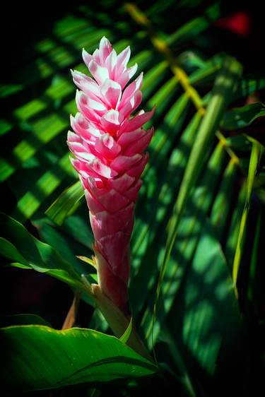 Original Documentary Floral Photography by Jae and Matt Springer