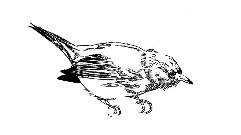 Original Figurative Animal Printmaking by Claudio Javier Feldman Pincas