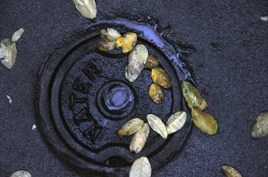 Fallen leaves on manhole thumb