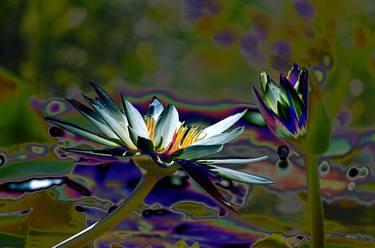 Psychedelic Water Lilly - Limited Edition of 3 thumb