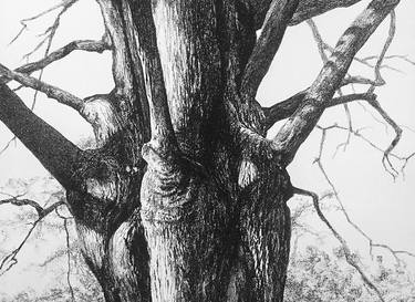 Original Figurative Tree Drawings by Neil Dixon