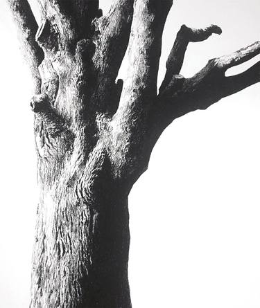 Original Figurative Tree Drawings by Neil Dixon