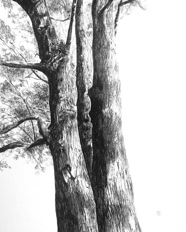Ellington Tree #6 image