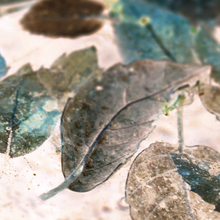 Original Abstract Nature Photography by Elena Barón